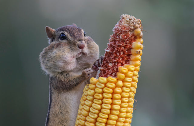The Funniest Animal Antics Captured in Comedy Wildlife Photos